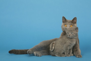 Chatte et son chaton
