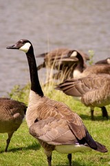 Canada geese at the waterfront