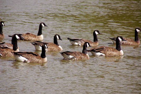 Canada geese swimming in the water