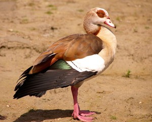 An Egyptian goose at the beach