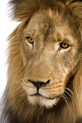Close-up on a Lion's head (4 and a half years) - Panthera leo