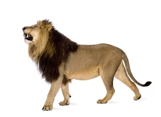 Crédence de cuisine en verre imprimé Lion Lion (4 ans et demi) - Panthera leo