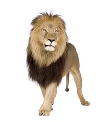 Papier Peint photo Lion Lion (4 and a half years) - Panthera leo