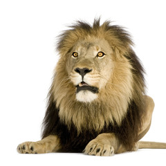 Lion (4 and a half years) - Panthera leo