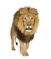 Lion (8 years) - Panthera leo
