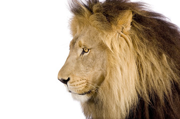 Gros plan sur une tête de Lion (8 ans) - Panthera leo