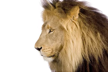 Poster de jardin Lion Gros plan sur une tête de Lion (8 ans) - Panthera leo