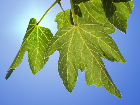 background for green fig leaves