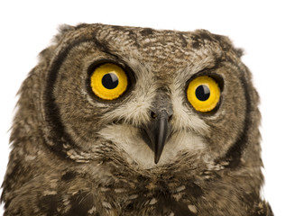Spotted Eagle-owl - Bubo africanus (8 months)