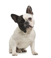 French Bulldog (18 months)