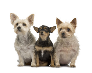 Yorkshire Terrier and chihuahua
