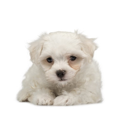 maltese dog ()
