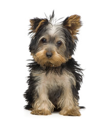 Yorkshire Terrier (3 months)