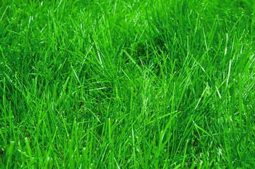 green grass background