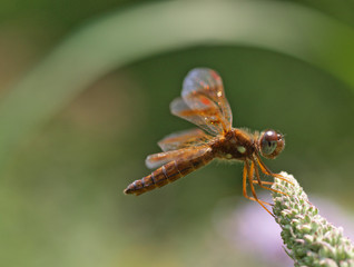 Dragonfly amberwing