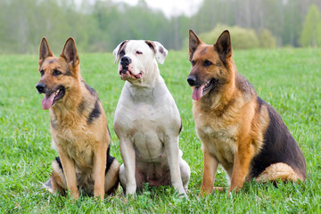 two Germany shepherds and American bulldog