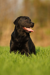 Labrador
