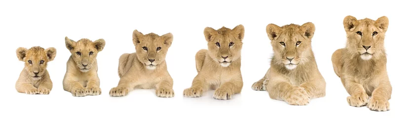 Fototapeten Löwenjunges wächst von 3 bis 9 Monaten vor einem weißen Hintergrund © Eric Isselée