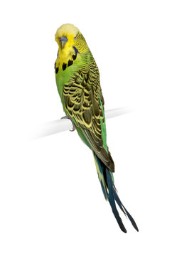 Budgerigar - Melopsittacus Undulatus