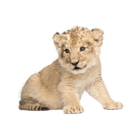 Fototapeta na wymiar Lion Cub (6 weeks)