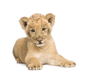 Obraz na płótnie Canvas Lion Cub (8 tygodni)