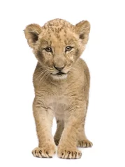 Photo sur Plexiglas Anti-reflet Lion Lionceau (8 semaines)