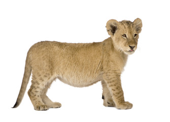 Fototapeta na wymiar Lion Cub (4 months)