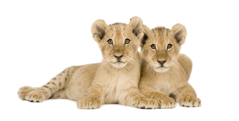 Fototapeta premium Lion Cub (4 months)