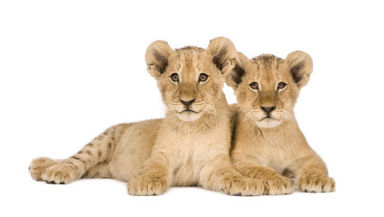 Obraz na płótnie Canvas Lion Cub (4 miesiące)