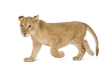Fototapeta na wymiar Lion Cub (4 months)