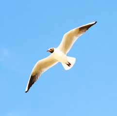 blue space to fly forever