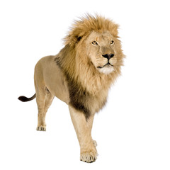 Lion (8 years) - Panthera leo