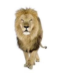Papier Peint photo Lavable Lion Lion (8 ans) - Panthera leo