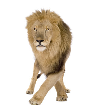 Lion (8 years) - Panthera leo