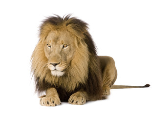 Lion (4 and a half years) - Panthera leo