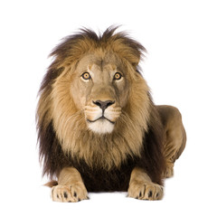 Naklejka premium Lion (4 and a half years) - Panthera leo