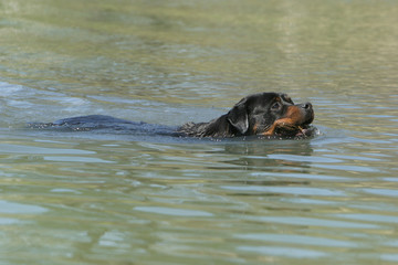 Fototapeta premium chien qui nage