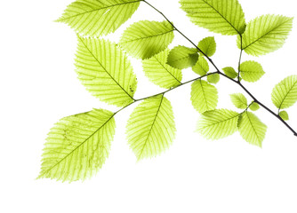 Fototapeta na wymiar Pozostawia na białym