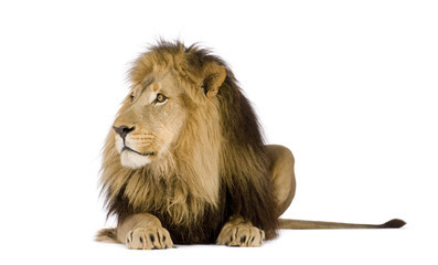 Lion (4 and a half years) - Panthera leo