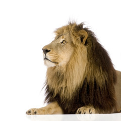 Lion (4 and a half years) - Panthera leo