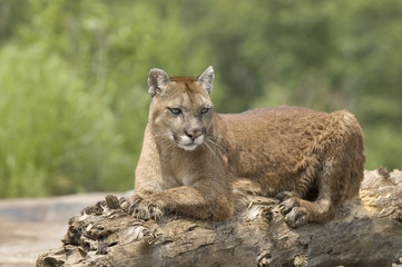 Cougar