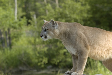 Cougar