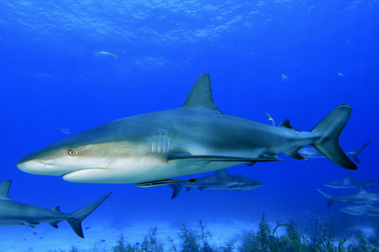 Caribbean Reef Sharks in Bahamas
