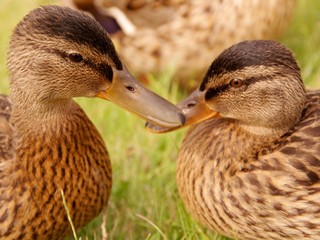 Two young mallards
