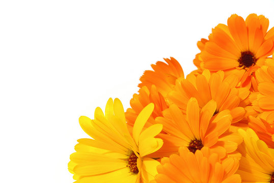 Ringelblumenblüte Bilder – Durchsuchen 2,301 Archivfotos, Vektorgrafiken  und Videos | Adobe Stock