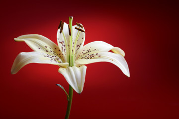 lily flower