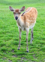 fallow deer