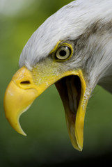 bald eagle shouting