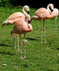 flamingos