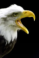 Crédence de cuisine en verre imprimé Aigle bald eagle